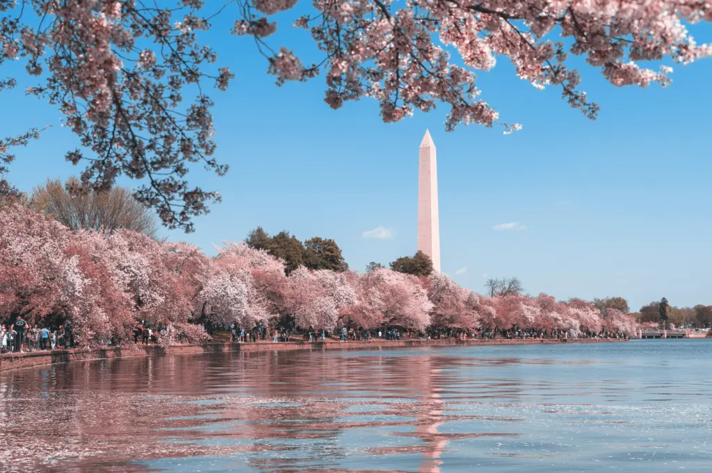 Monumento de Washington cercado por cerejeiras floridas durante a primavera em Washington DC.